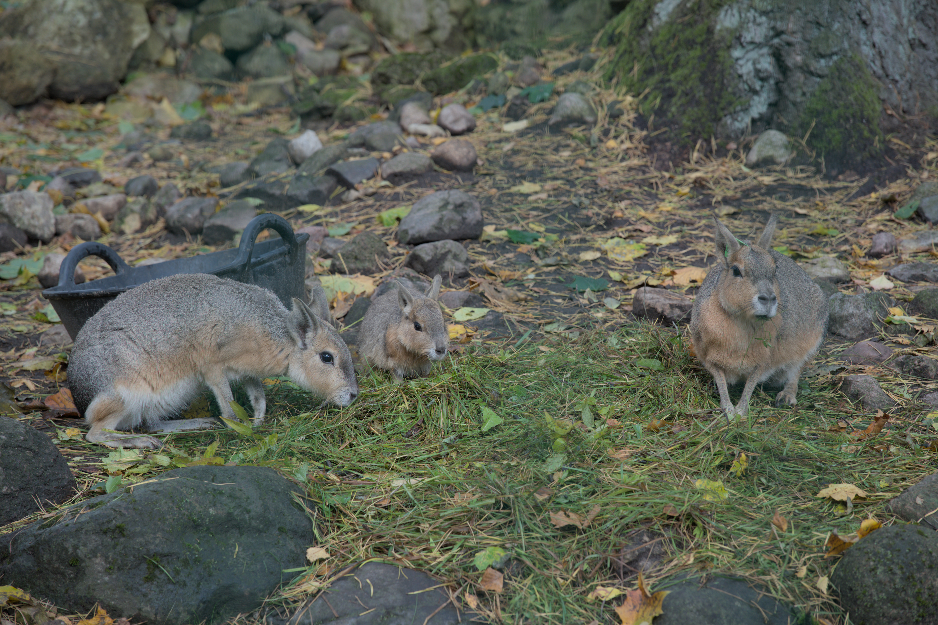 2025/10/12 - zoo/DSC_0014.jpg